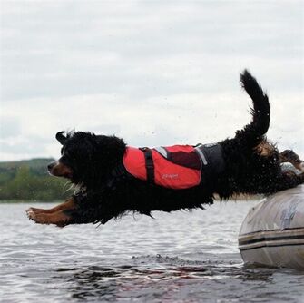 KOIRAN KELLUNTALIIVI, M